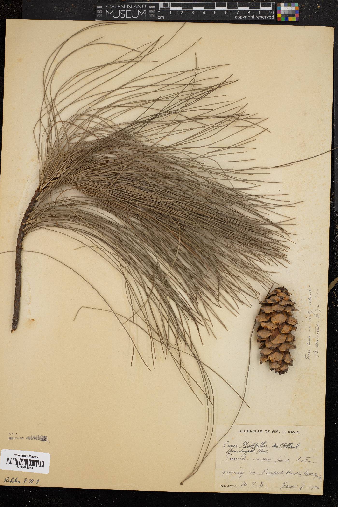 Pinus griffithii image