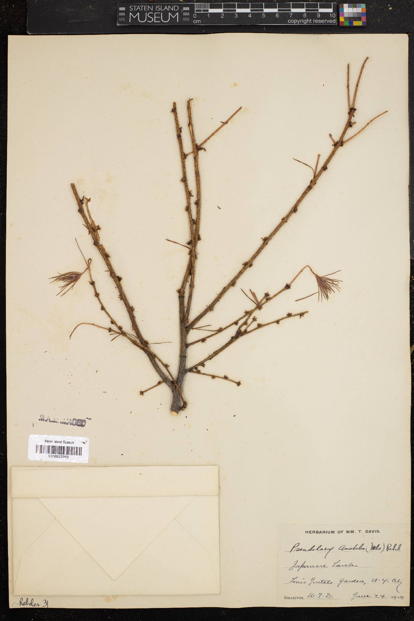 Pseudolarix amabilis image