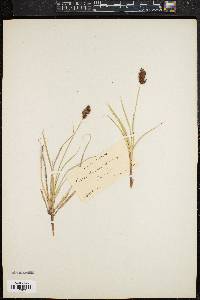 Image of Carex pansa