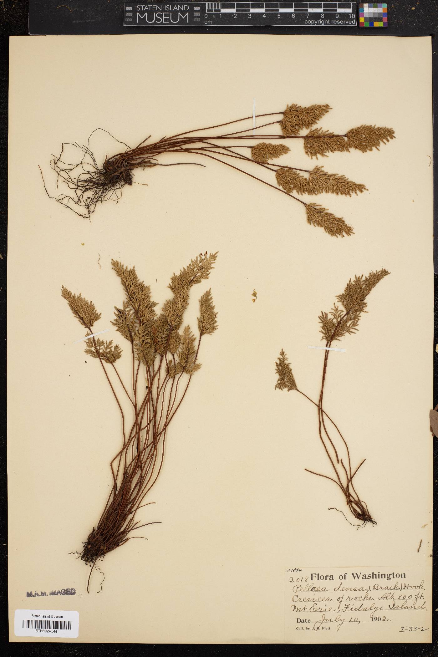 Pellaea densa image