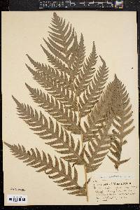 Woodwardia spinulosa image