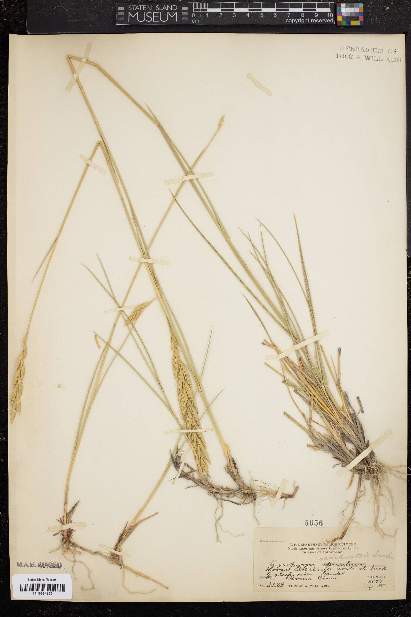 Elymus smithii image