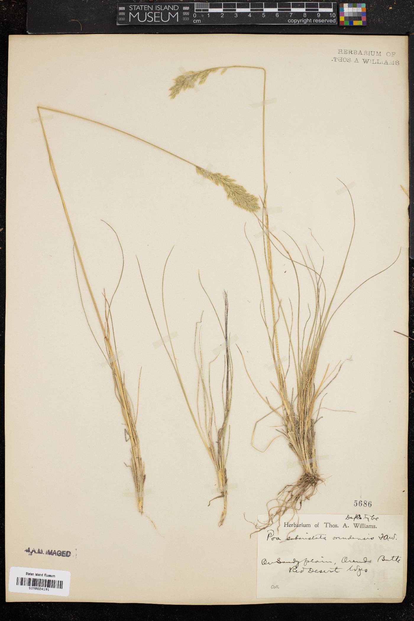 Poa obvallata image