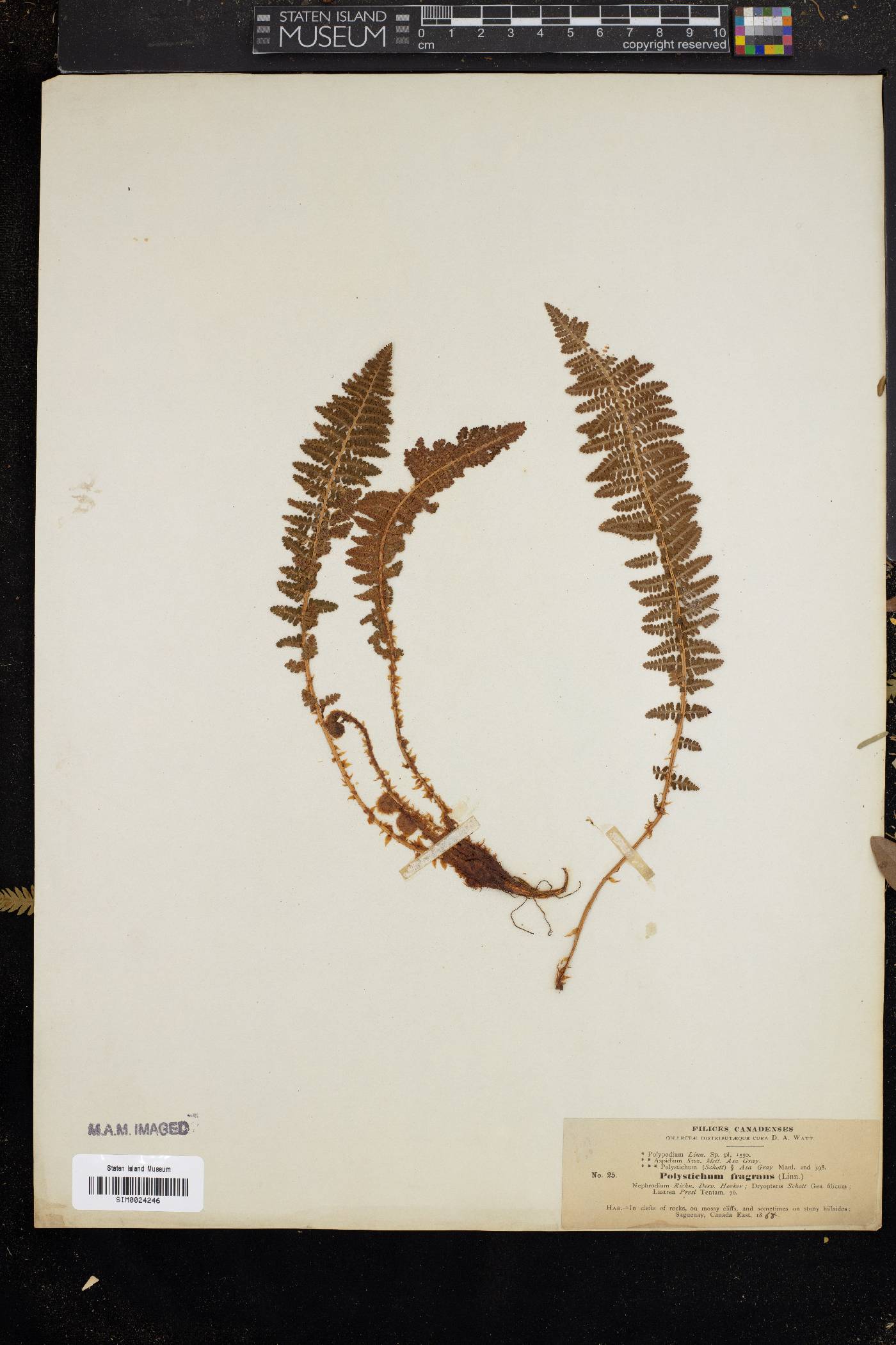 Polystichum fragrans image