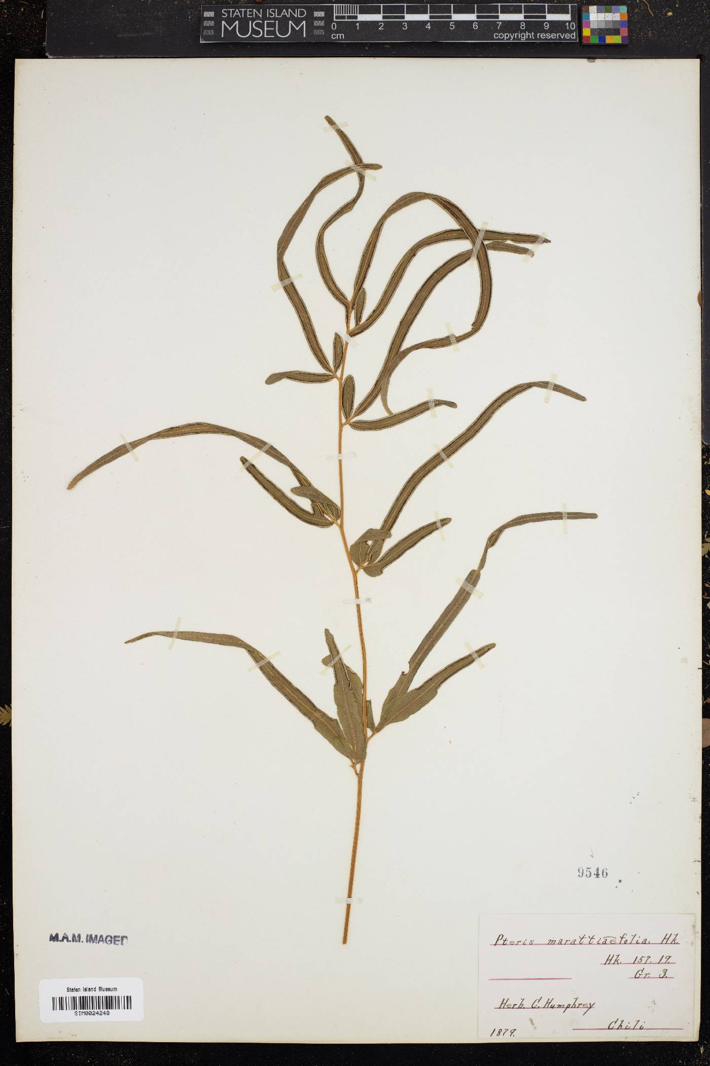 Pteris marattiaefolia image
