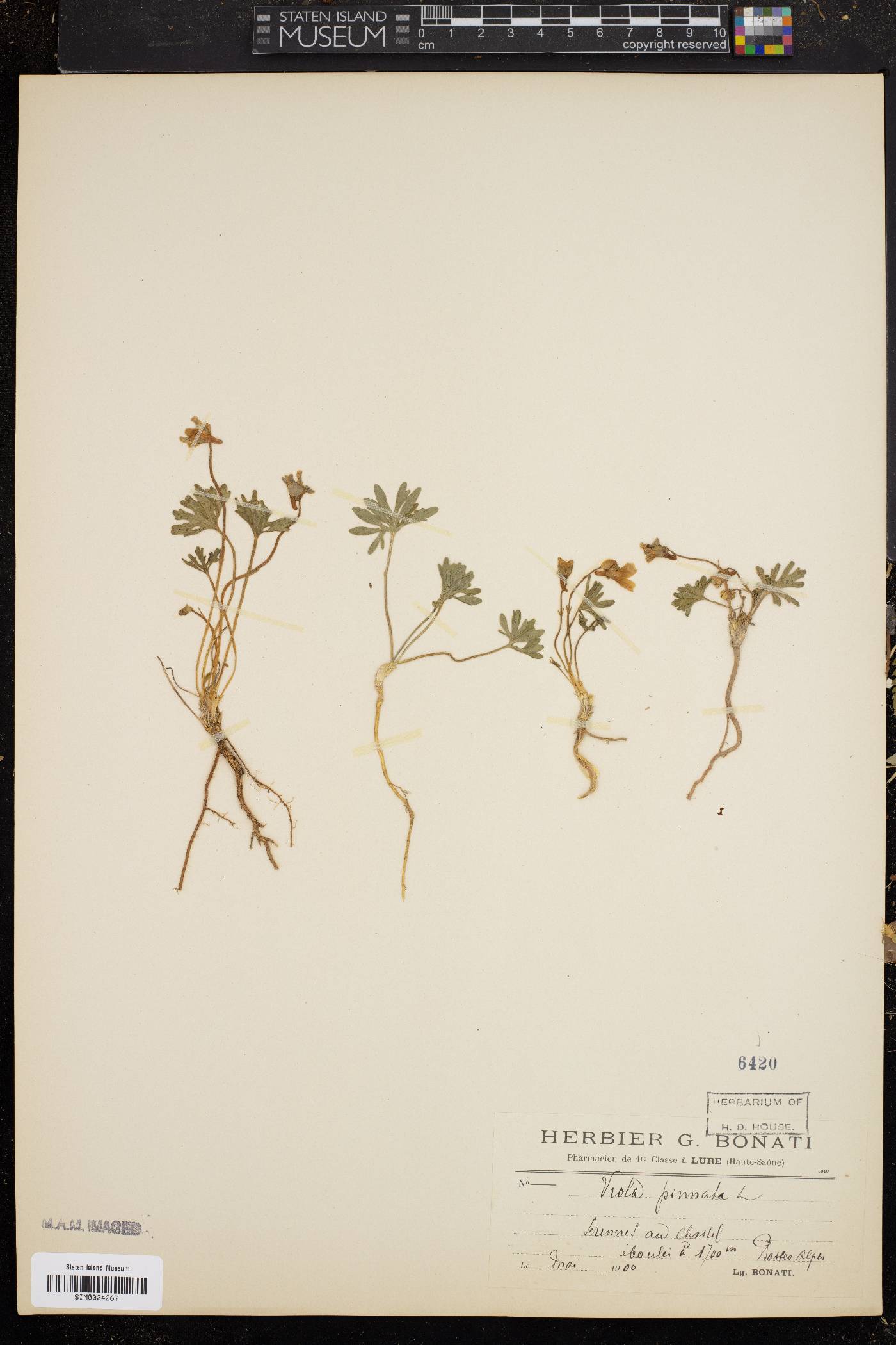 Viola pinnata image