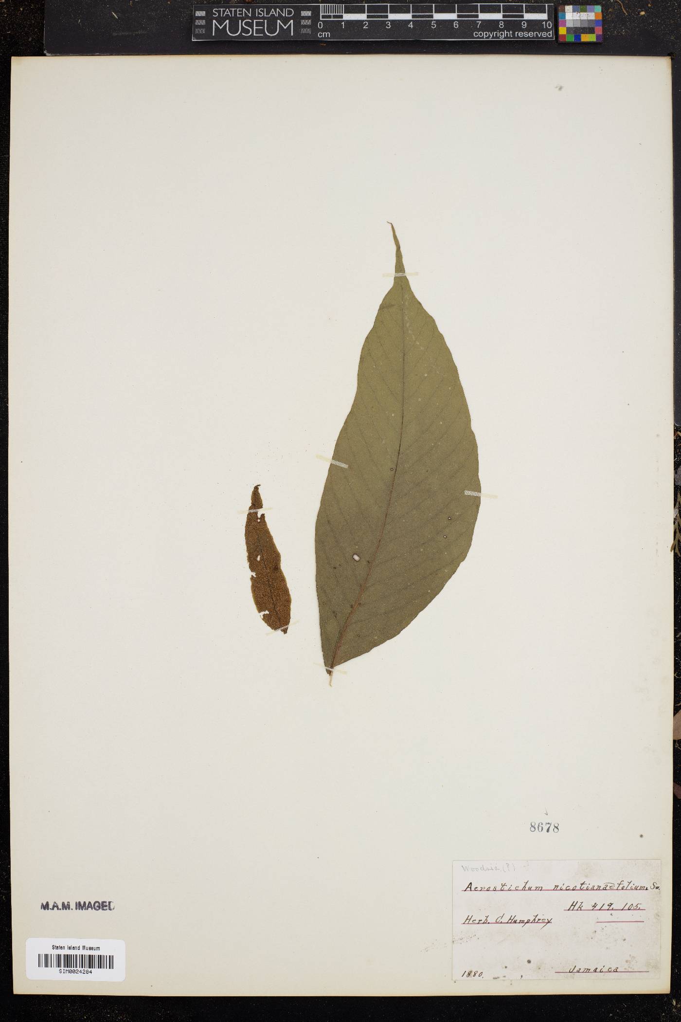 Acrostichum nicotianifolium image
