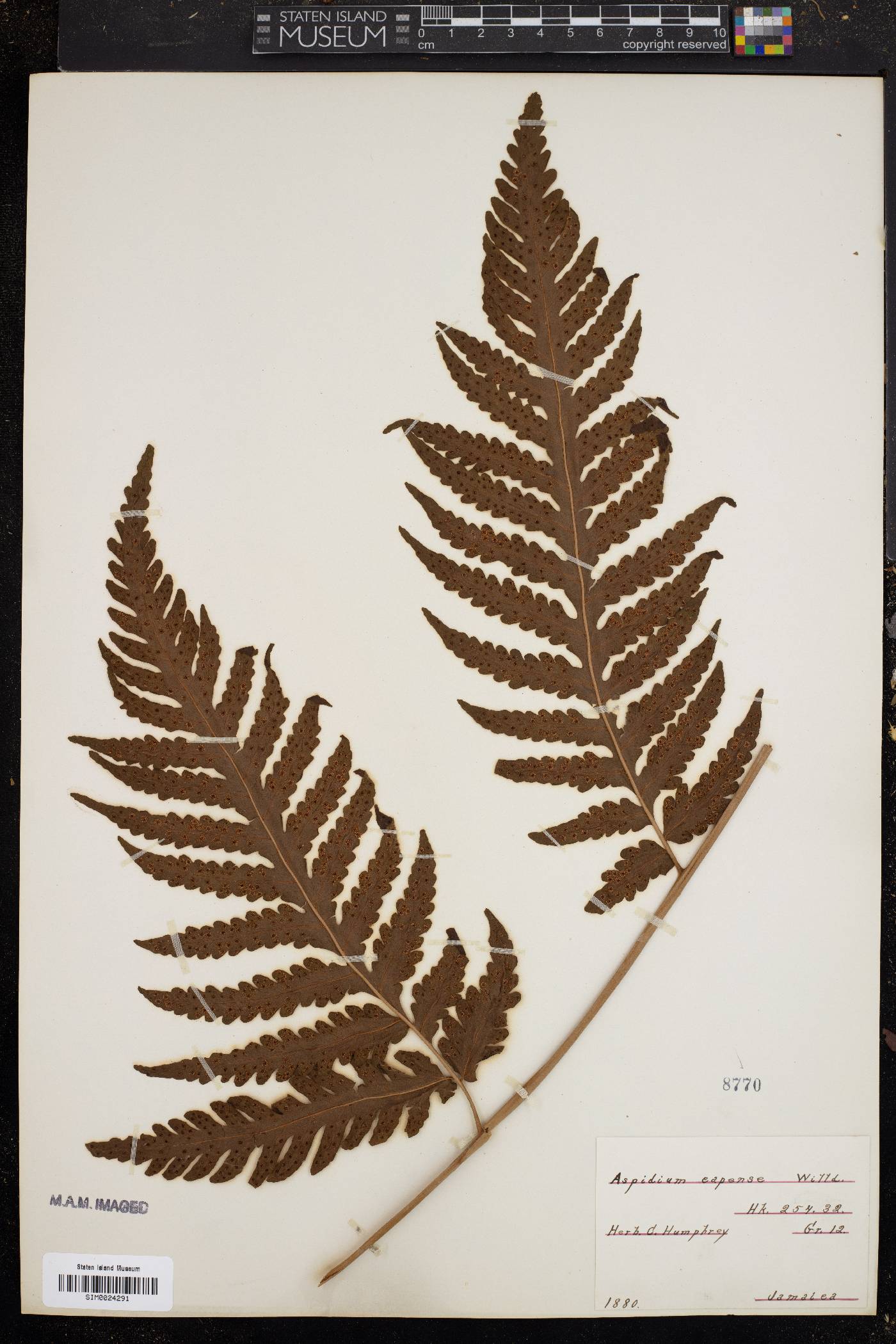 Aspidium capense image