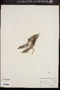 Dicksonia rubiginosa image