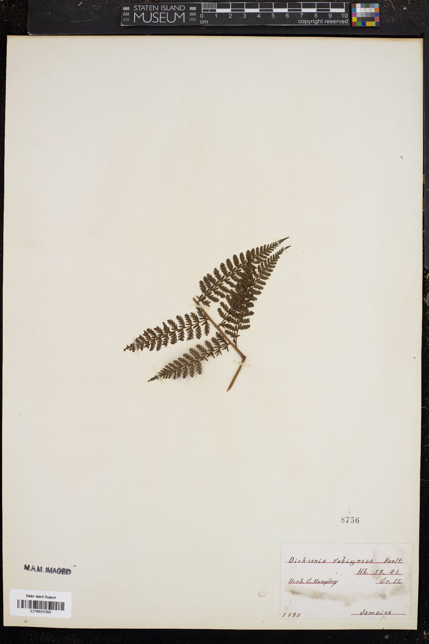 Dicksonia rubiginosa image