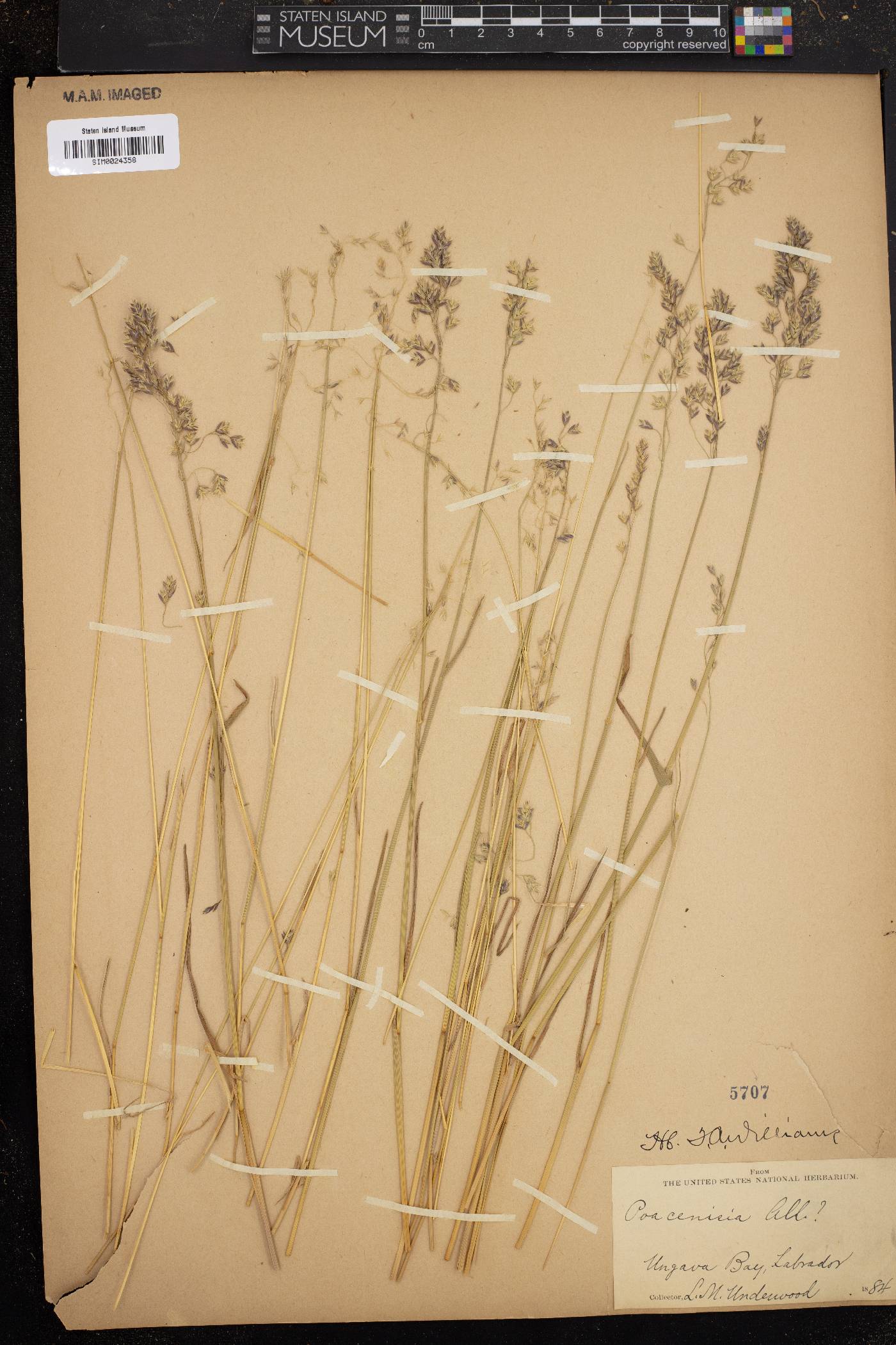 Poa cenisia image