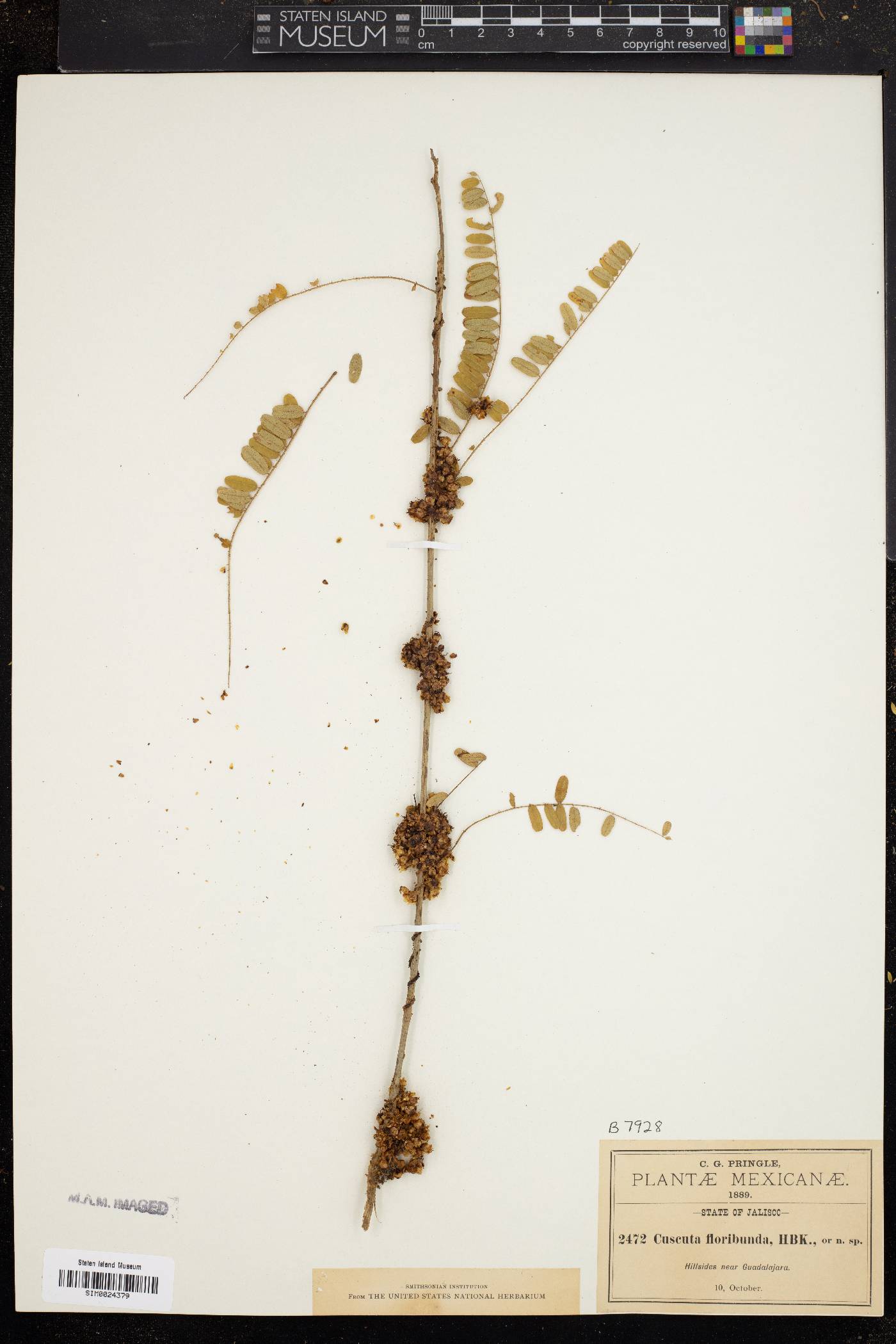 Cuscuta floribunda image