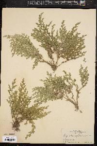 Selaginella cuspidata image