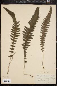 Dryopteris scolopendrioides image