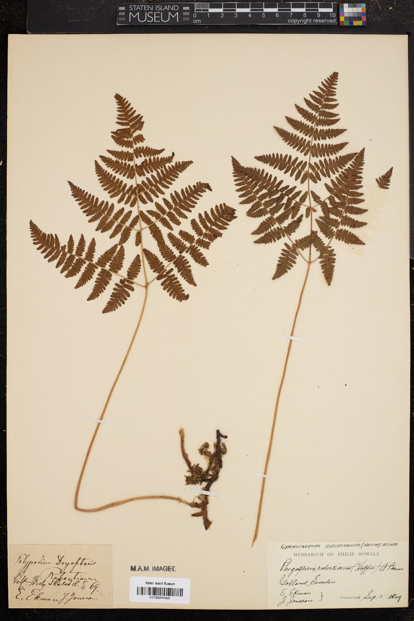 Gymnocarpium robertianum image