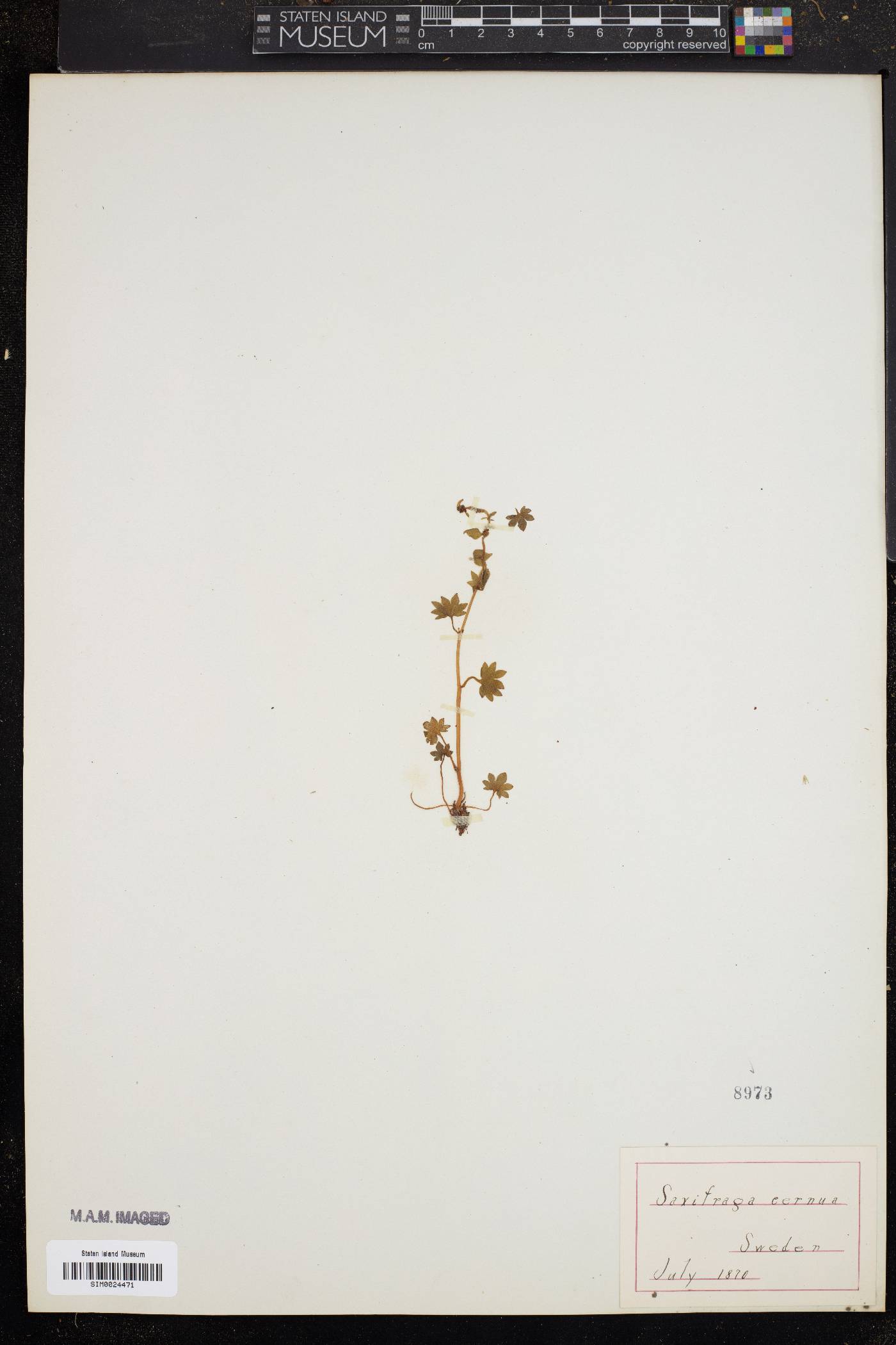 Saxifraga cernua image