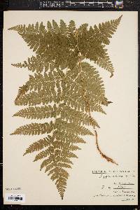 Dryopteris dilatata image