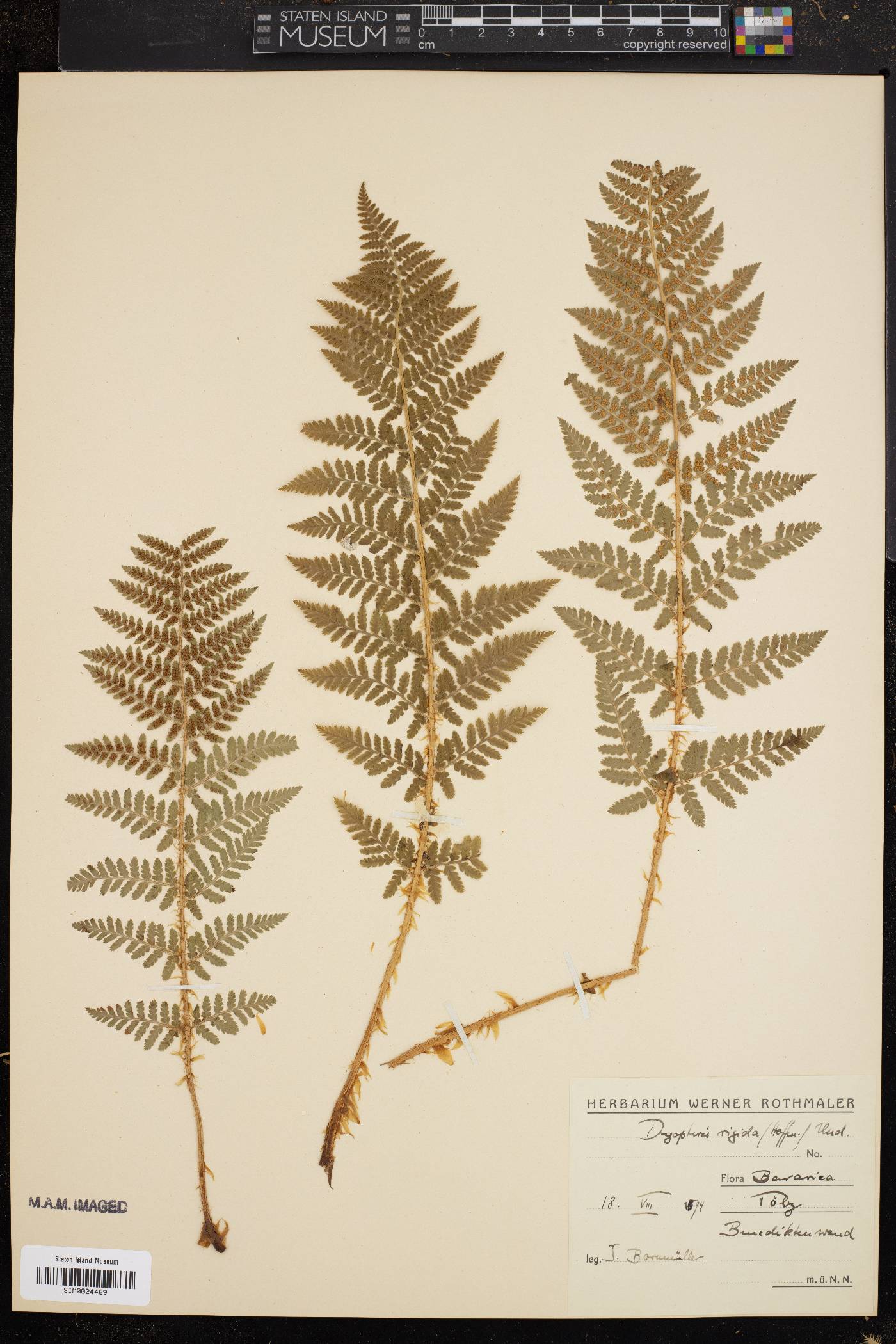 Dryopteris rigida image
