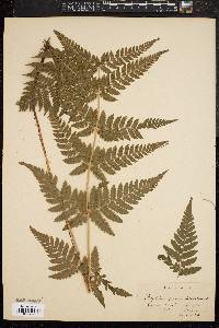 Dryopteris dilatata subsp. dilatata image