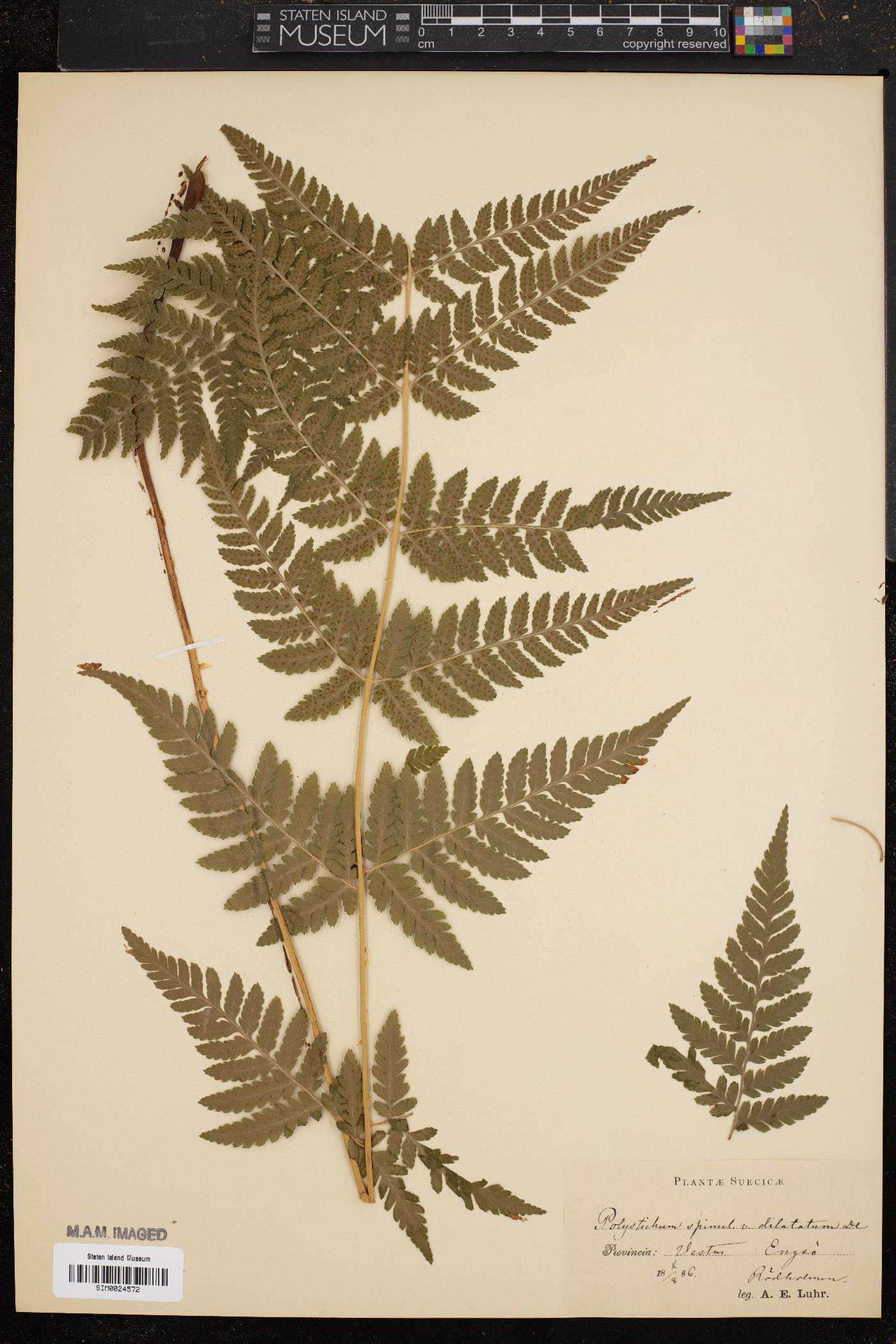 Dryopteris dilatata subsp. dilatata image