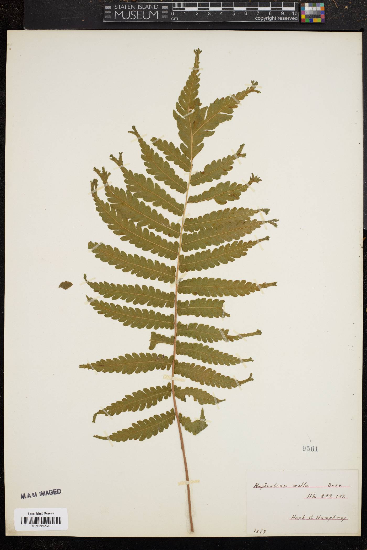 Christella dentata image