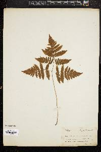 Gymnocarpium dryopteris image