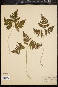 Gymnocarpium dryopteris image