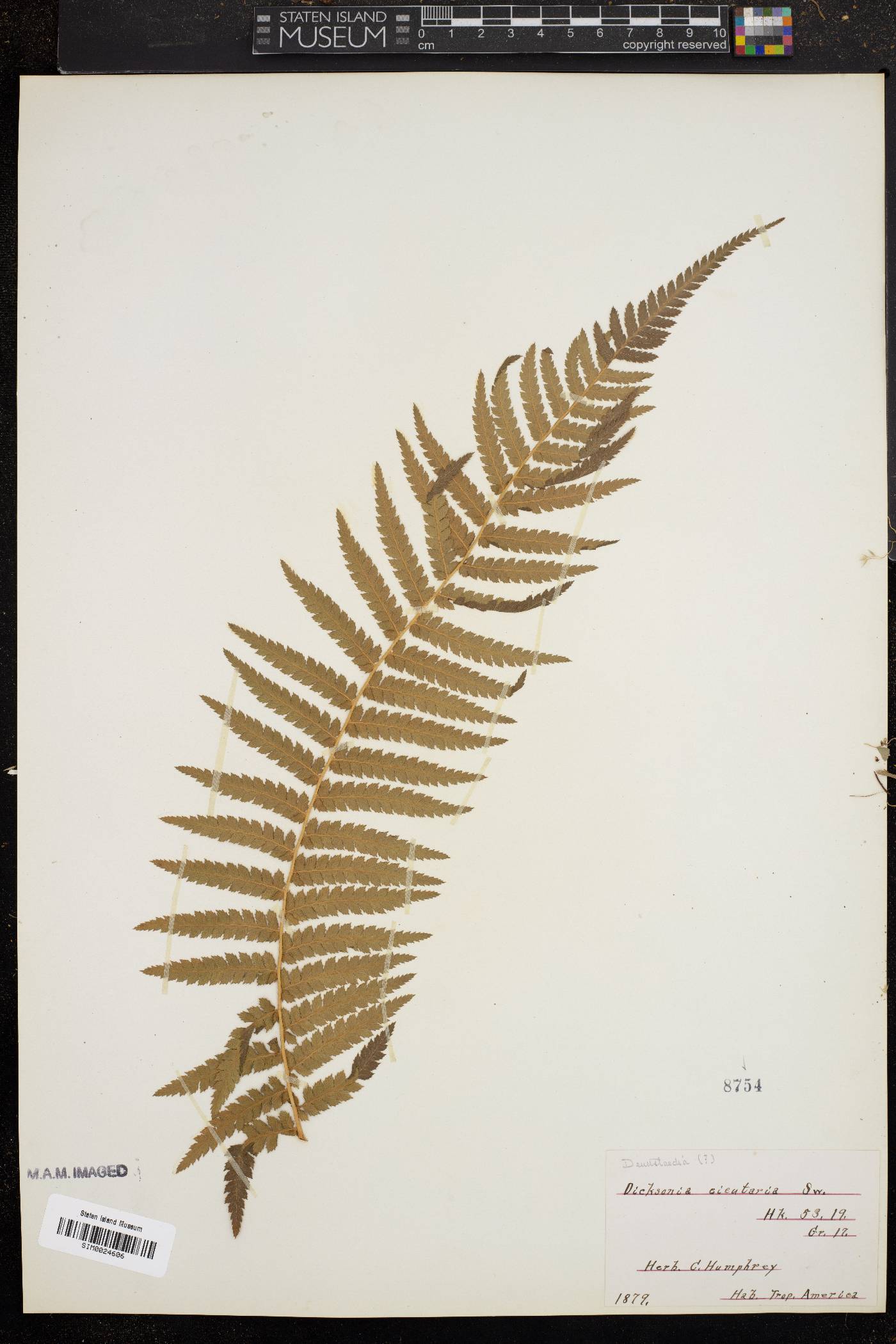 Dicksonia cicutaria image