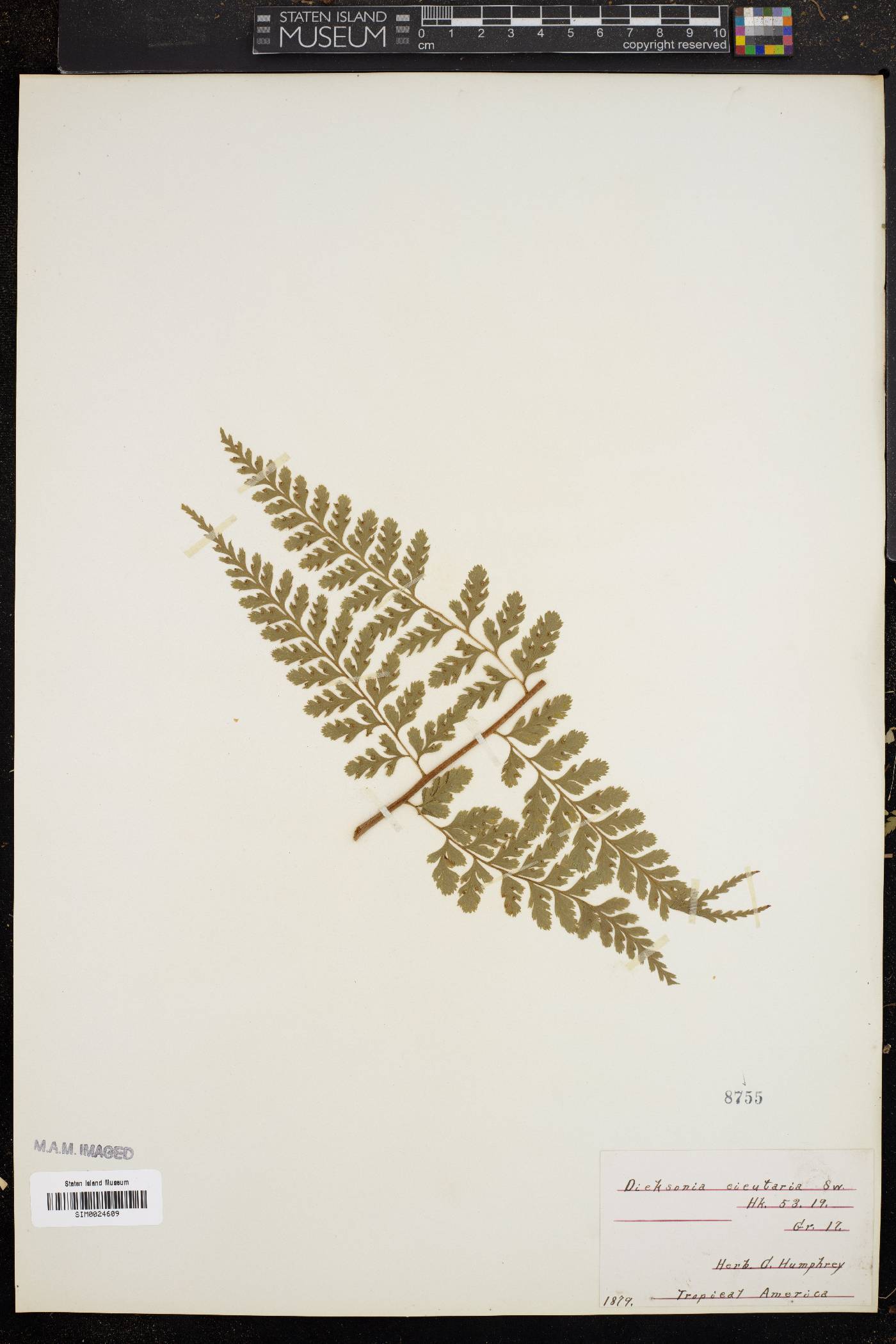 Dicksonia cicutaria image