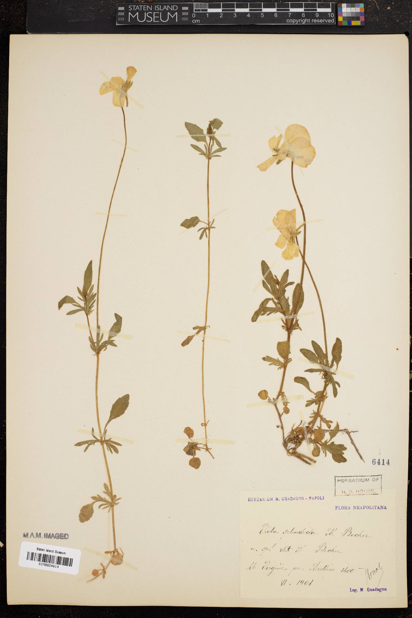 Viola aethnensis subsp. splendida image