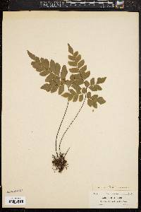 Adiantum villosum image