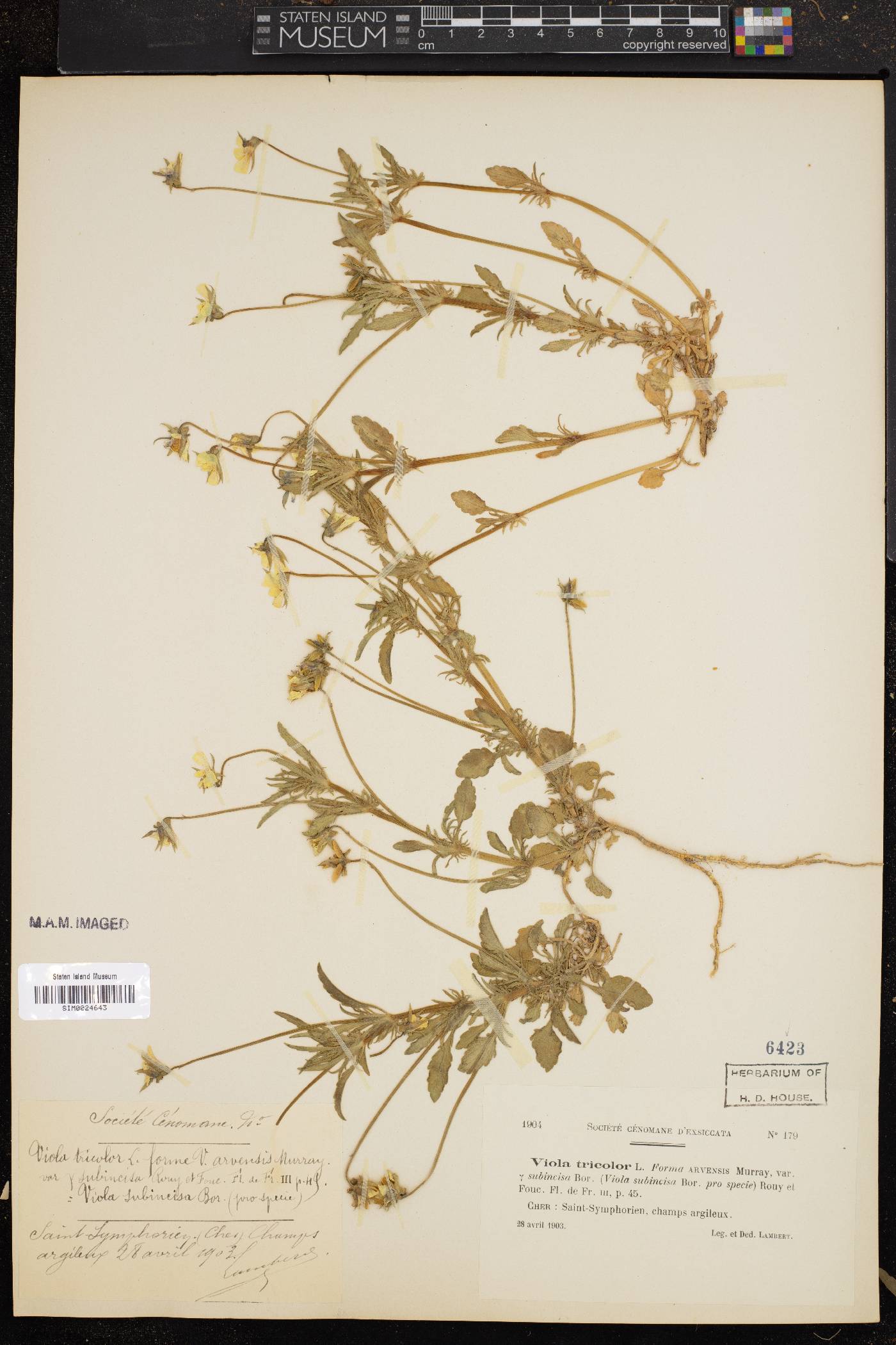 Viola tricolor image