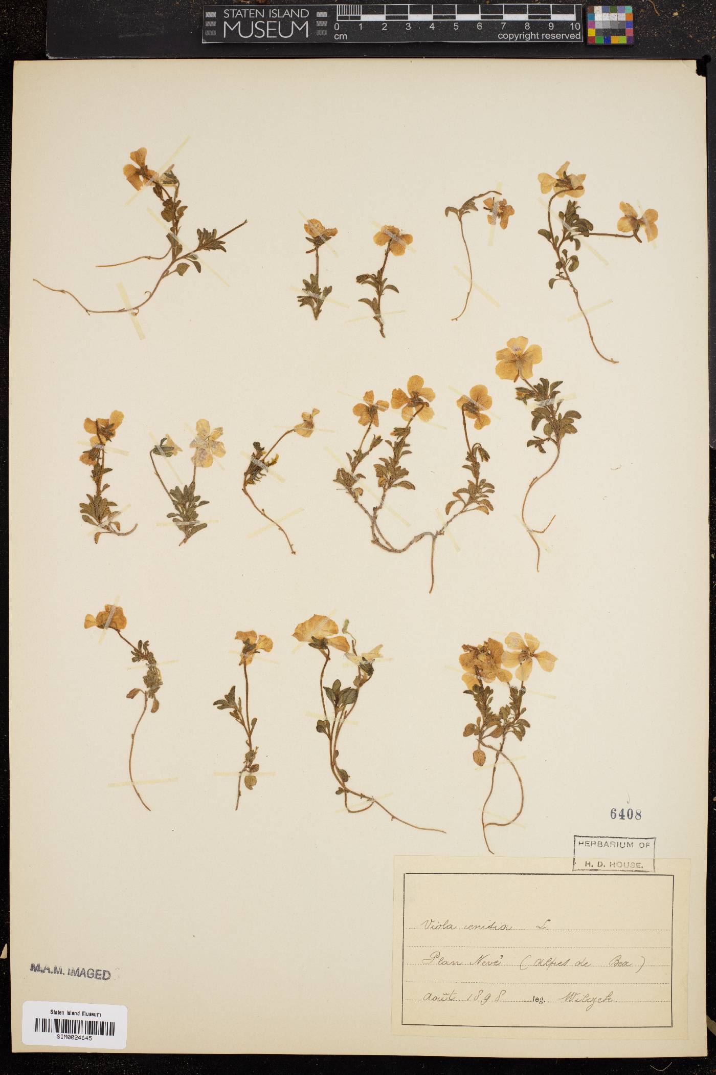 Viola adunca var. uncinulata image