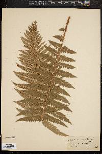 Polystichum muricatum image