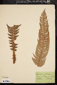 Polystichum muricatum image