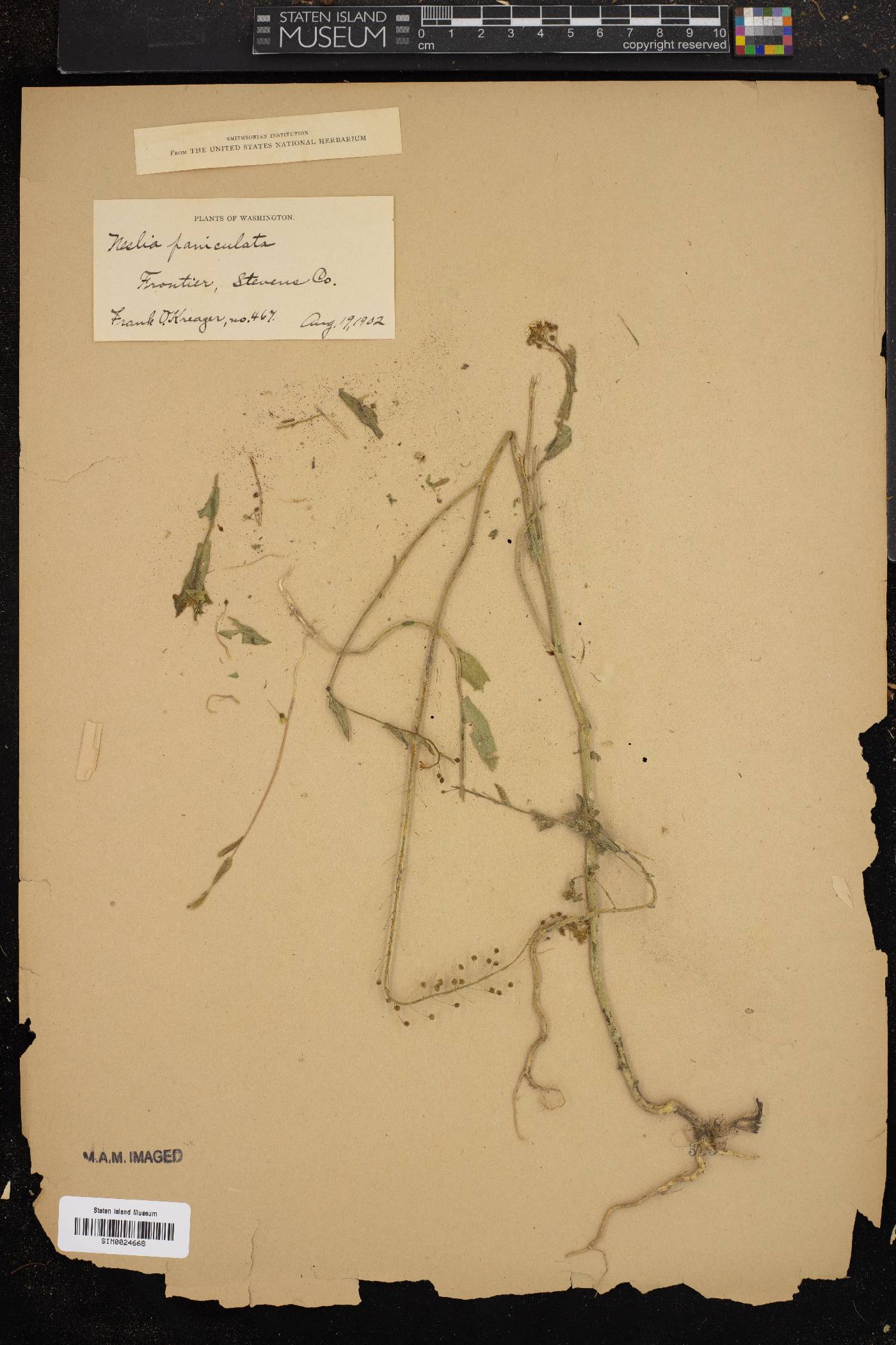 Neslia paniculata image