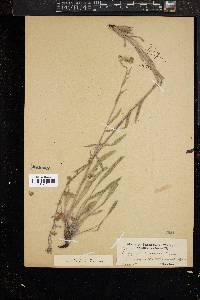 Hackelia diffusa var. cottonii image