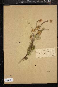 Image of Lonicera subspicata