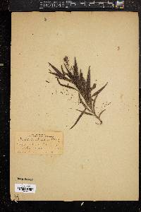 Chilopsis linearis image