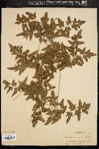 Image of Lygodium mexicanum