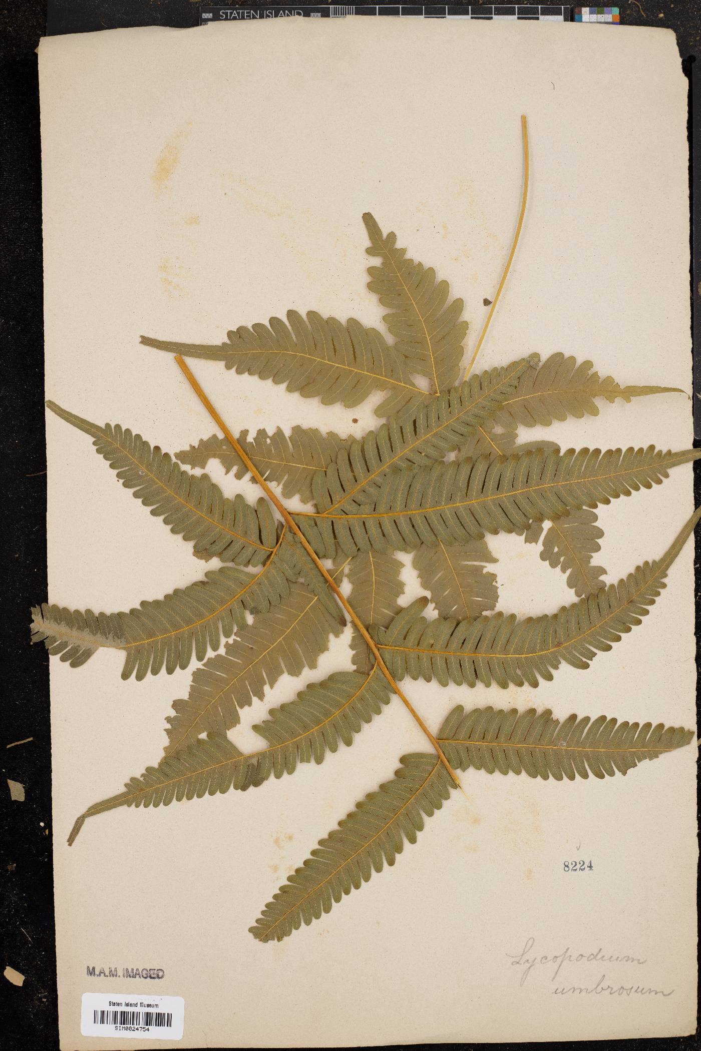 Lycopodium umbrosum image