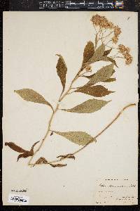 Aster acuminatus image