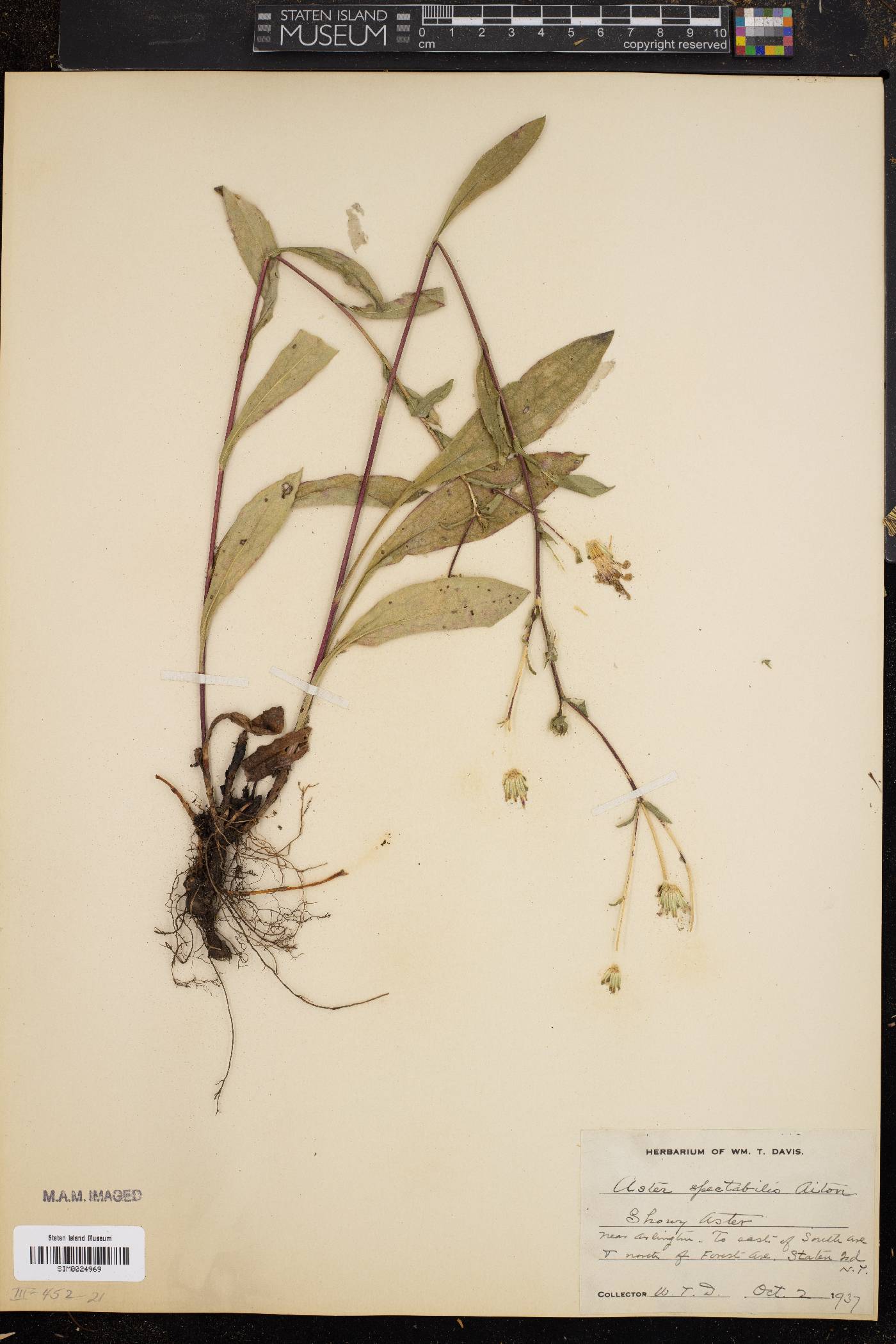 Aster spectabilis image