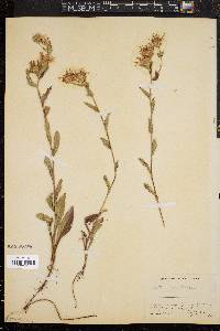 Aster spectabilis image