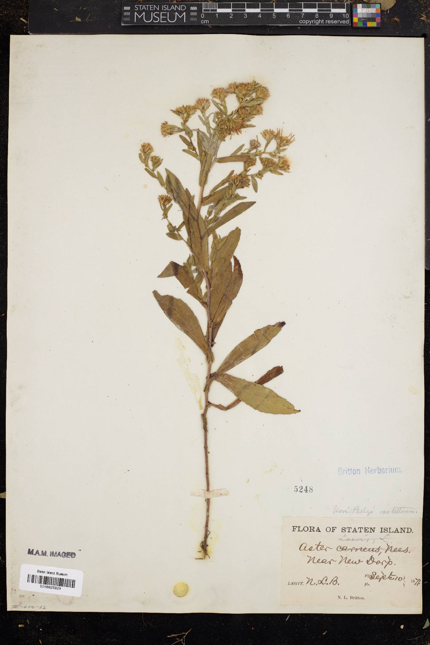 Symphyotrichum praealtum var. praealtum image
