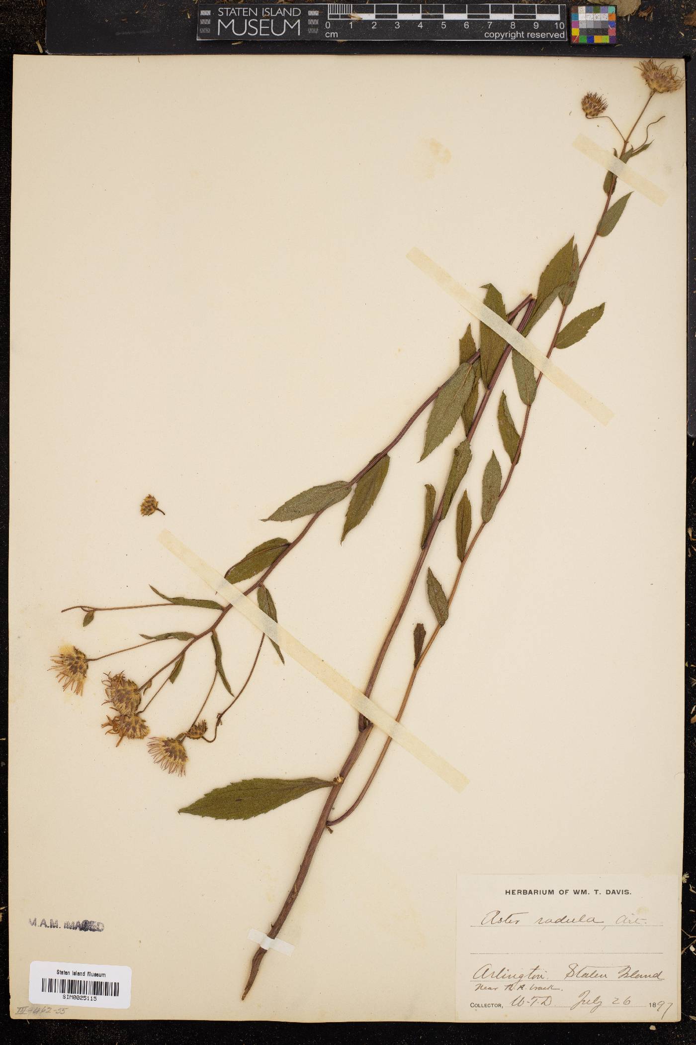 Aster radula image