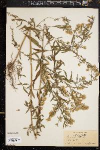 Symphyotrichum lanceolatum var. lanceolatum image