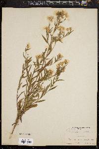 Symphyotrichum lanceolatum var. lanceolatum image
