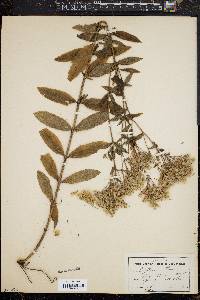 Eupatorium album image