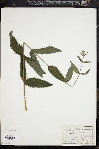 Eupatorium album image